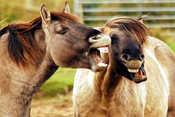 Những sự thật thú vị về loài ngựa - Loài động vật trung thành và thông minh
